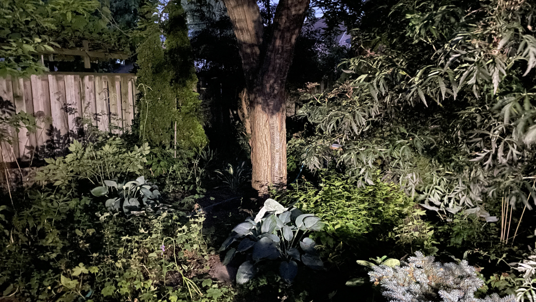 My back yard at night. A central tree and lots of plants